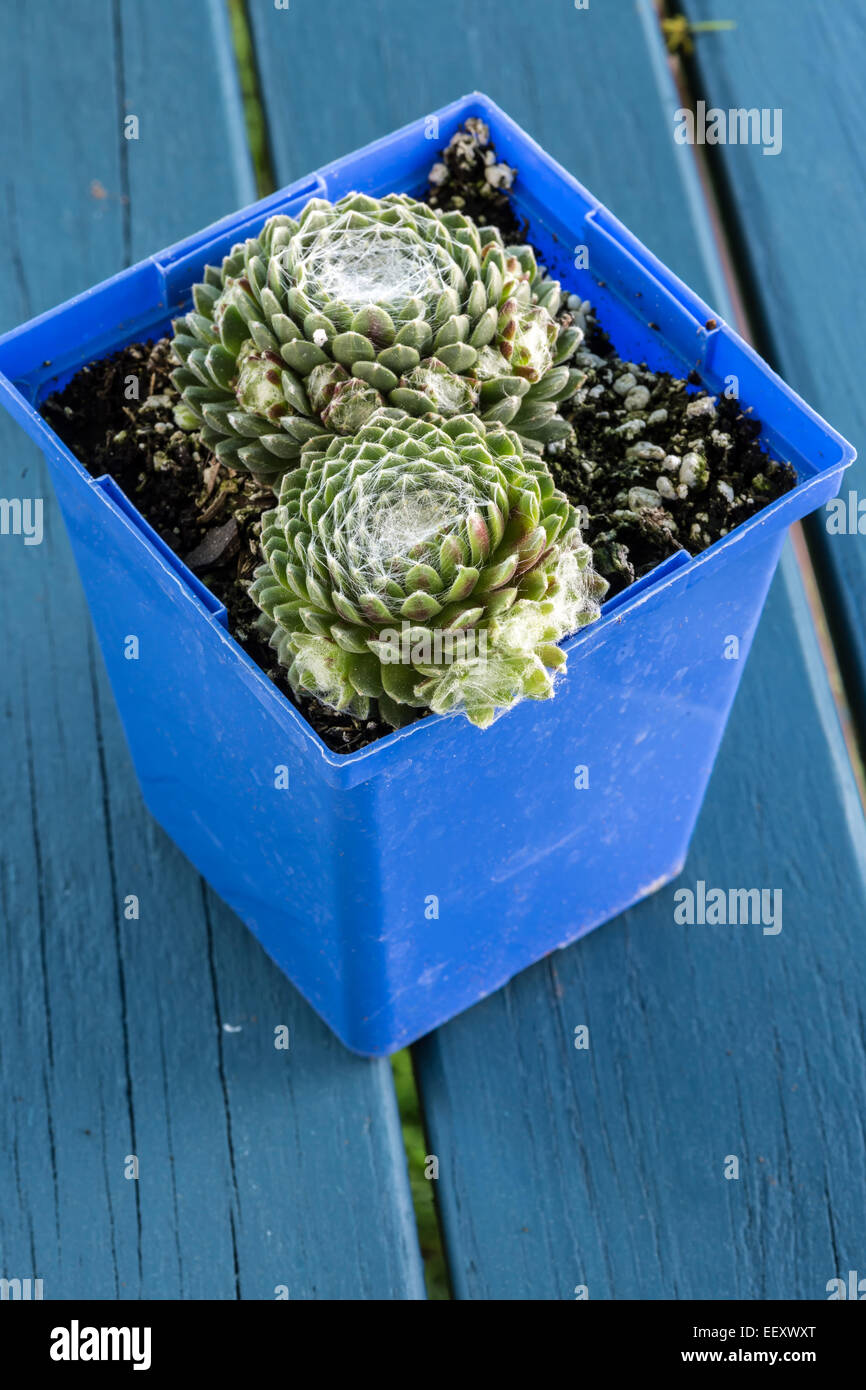 Eine Garten Vielzahl von Sedum oder Fetthenne, wächst in einem Plastiktopf namens Spinnennetz Sedum. Stockfoto