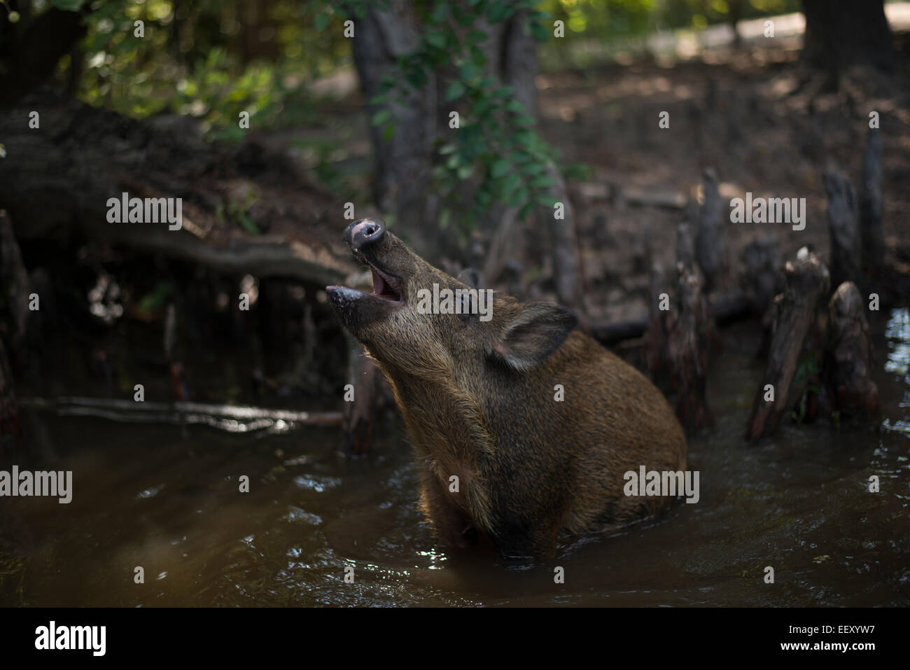 Wildschweinen in Louisiana Sümpfe Louisiana Sumpfland, Delta, Feuchtgebiete. Mississippi Fluß. Stockfoto
