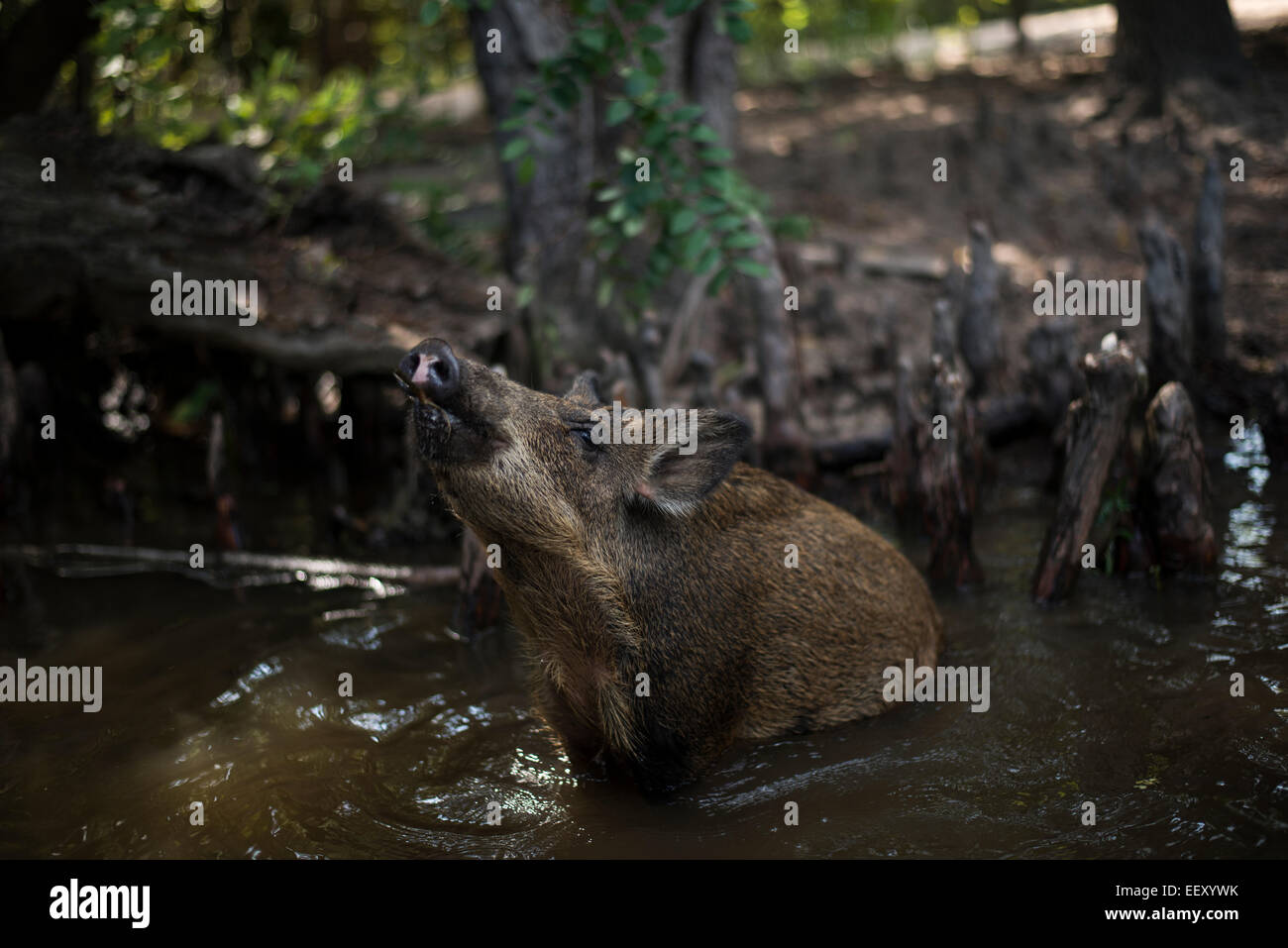 Wildschweinen in Louisiana Sümpfe Louisiana Sumpfland, Delta, Feuchtgebiete. Mississippi Fluß. Stockfoto