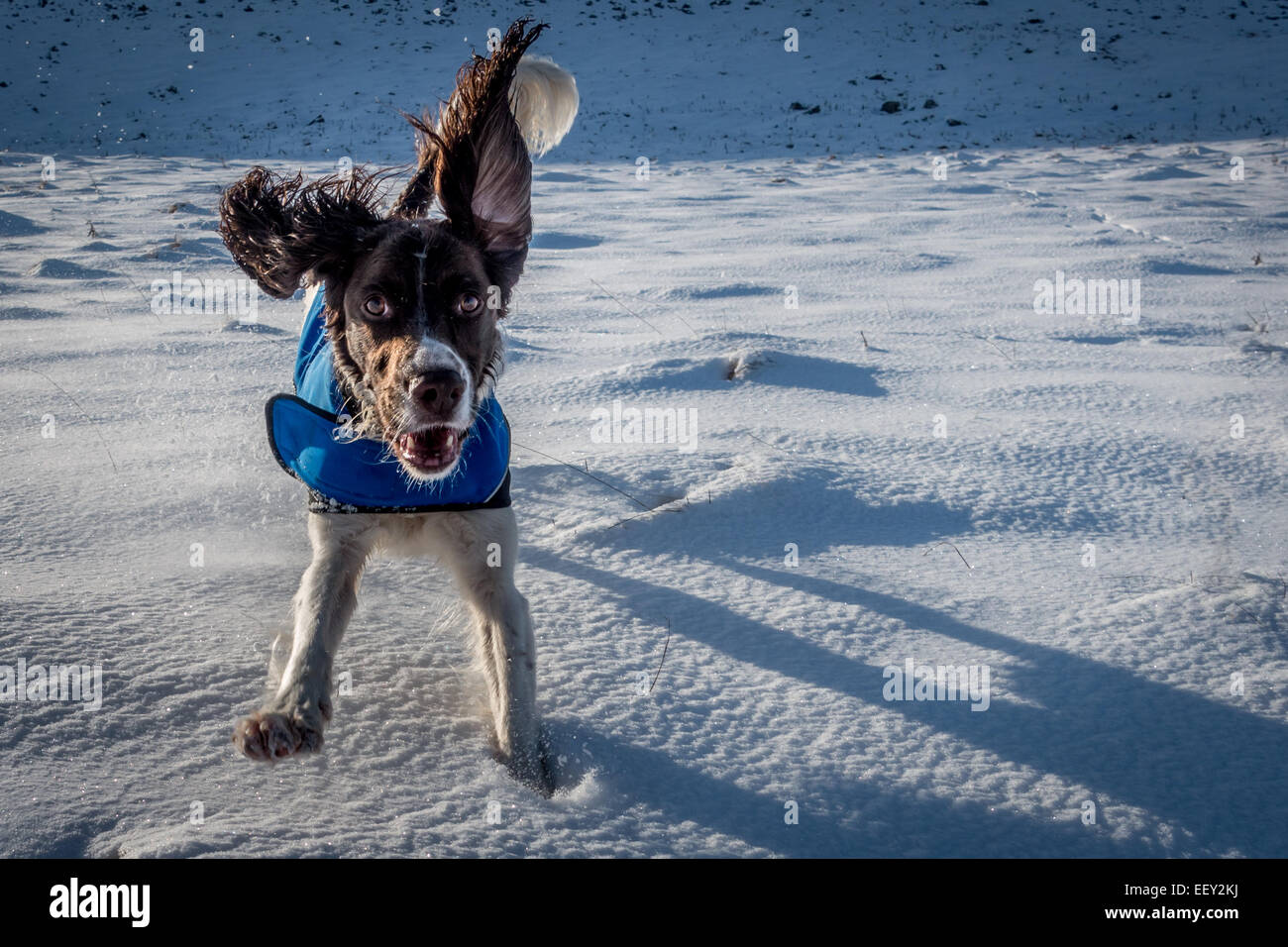 Haustiere: Springer Spaniel hund genießen Sie den Schnee an einem sonnigen Tag Stockfoto