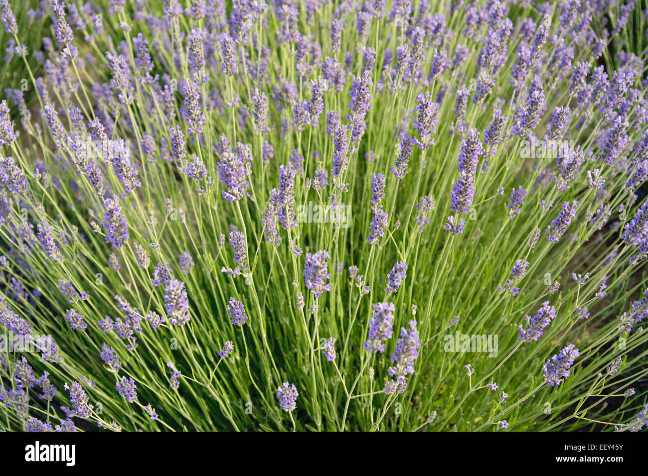 Schöne Lavendelfelder unter blauem Himmel in Landschaft. Stockfoto