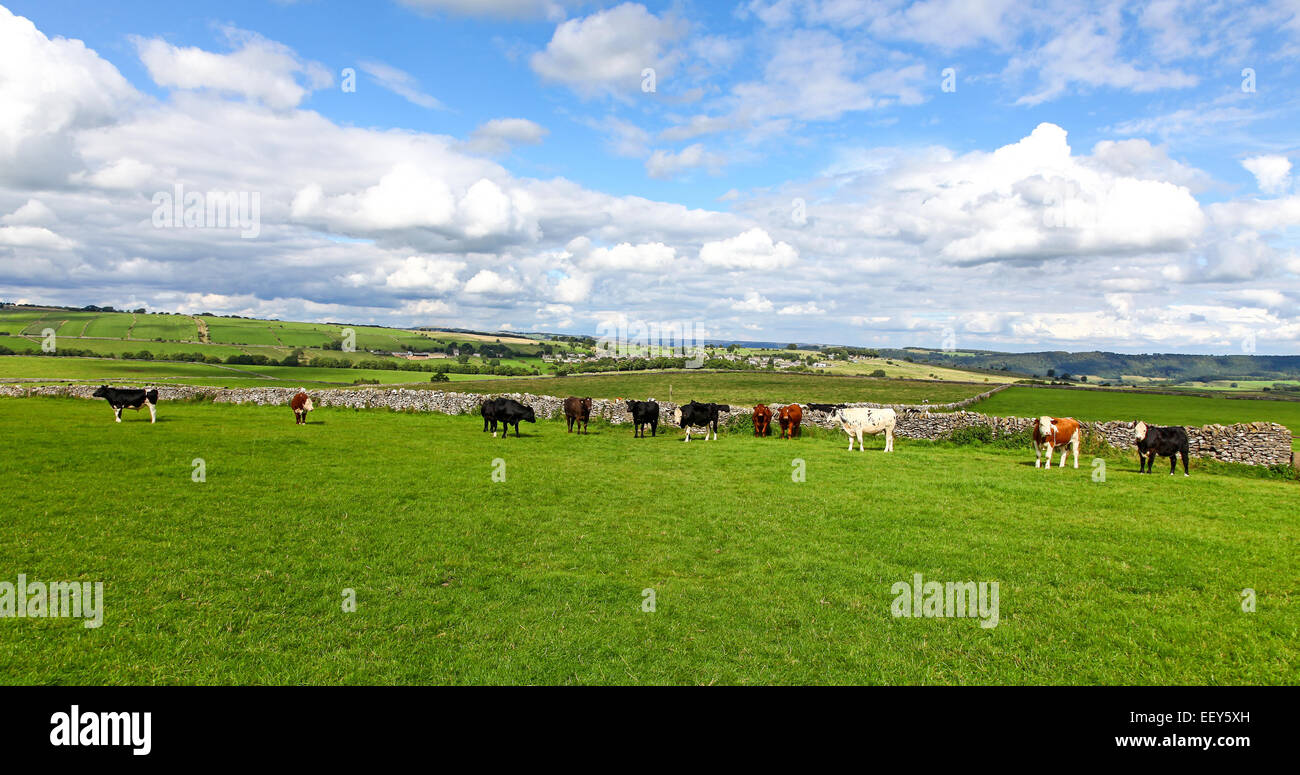 Eine Herde Kühe in einem Bereich über Haddon Derbyshire England mit einem weiten Himmel und Gras Stockfoto