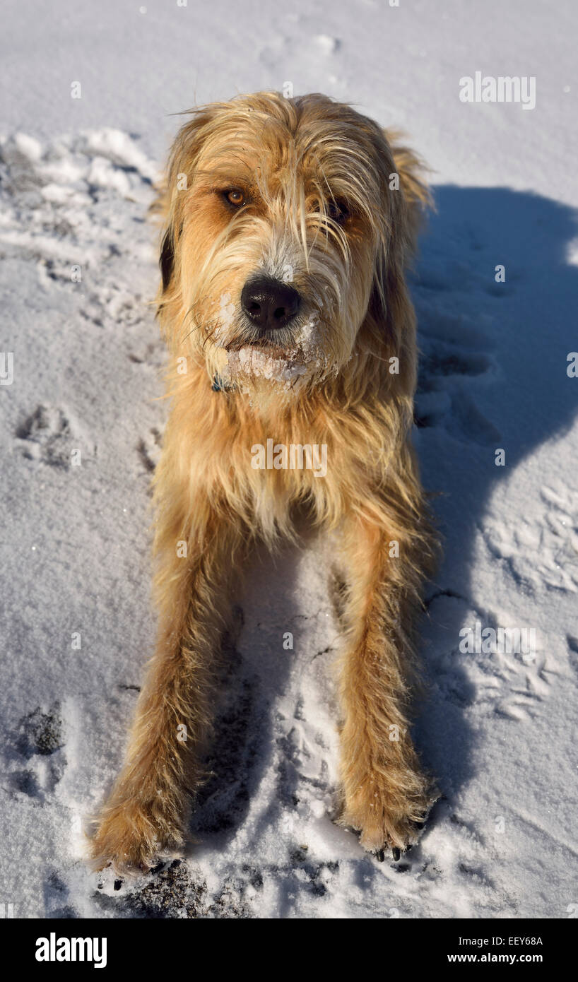 Gehorsamen Mischling Pudel, Pyrenäenberghund, Russian Wolfhound, Hund liegen im Schnee im winter Stockfoto