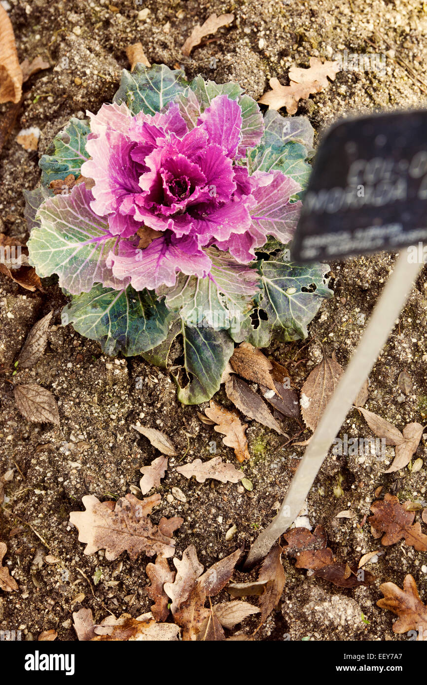 Col rosa Blume im Garten, im ökologischen Shop Garten gepflanzt Stockfoto