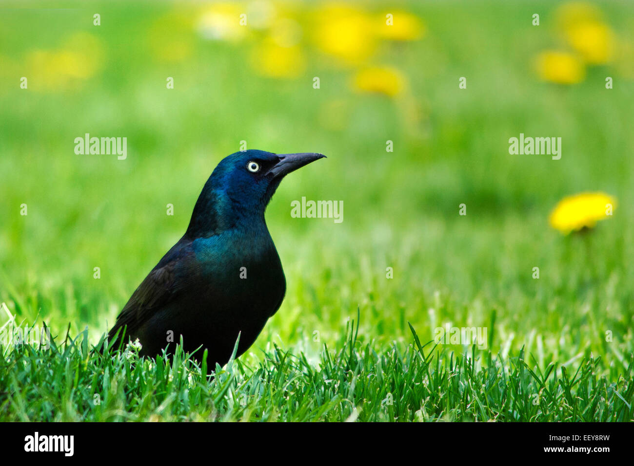 Vogel auf dem Rasen (gemeinsame Grackle) isoliert Nahaufnahme portrait Stockfoto