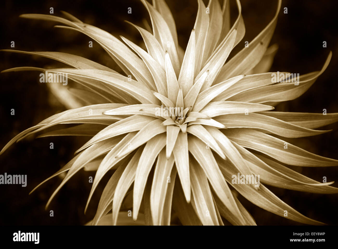 Pflanzen Sie abstrakte Spiralmuster in Sepia schwarz / weiß Stockfoto