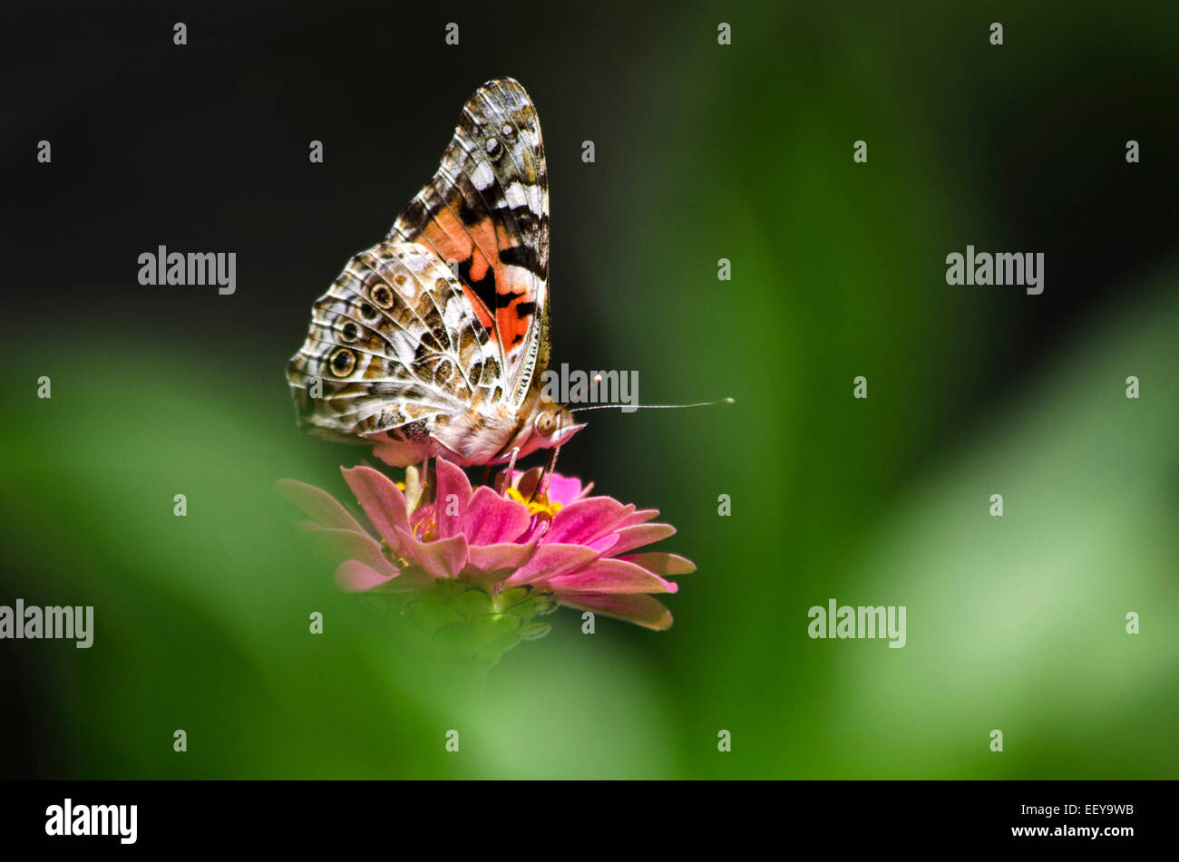 Schmetterling (Distelfalter) isoliert Fütterung auf rosa Zinnia Blume im Sommergarten. Stockfoto