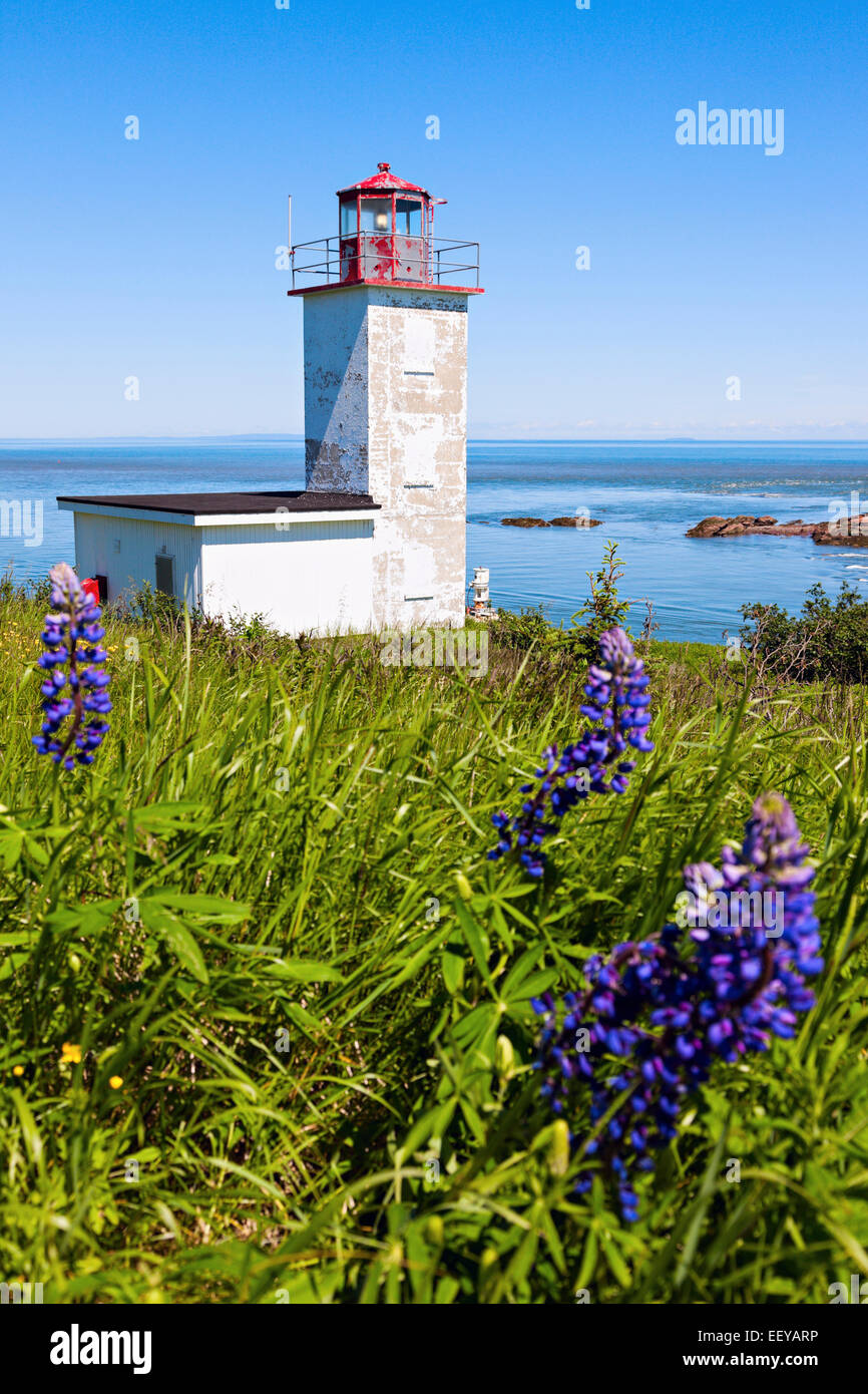 Kanada, New Brunswick, Quaco Head Lighthouse und blaue Blumen im Vordergrund Stockfoto