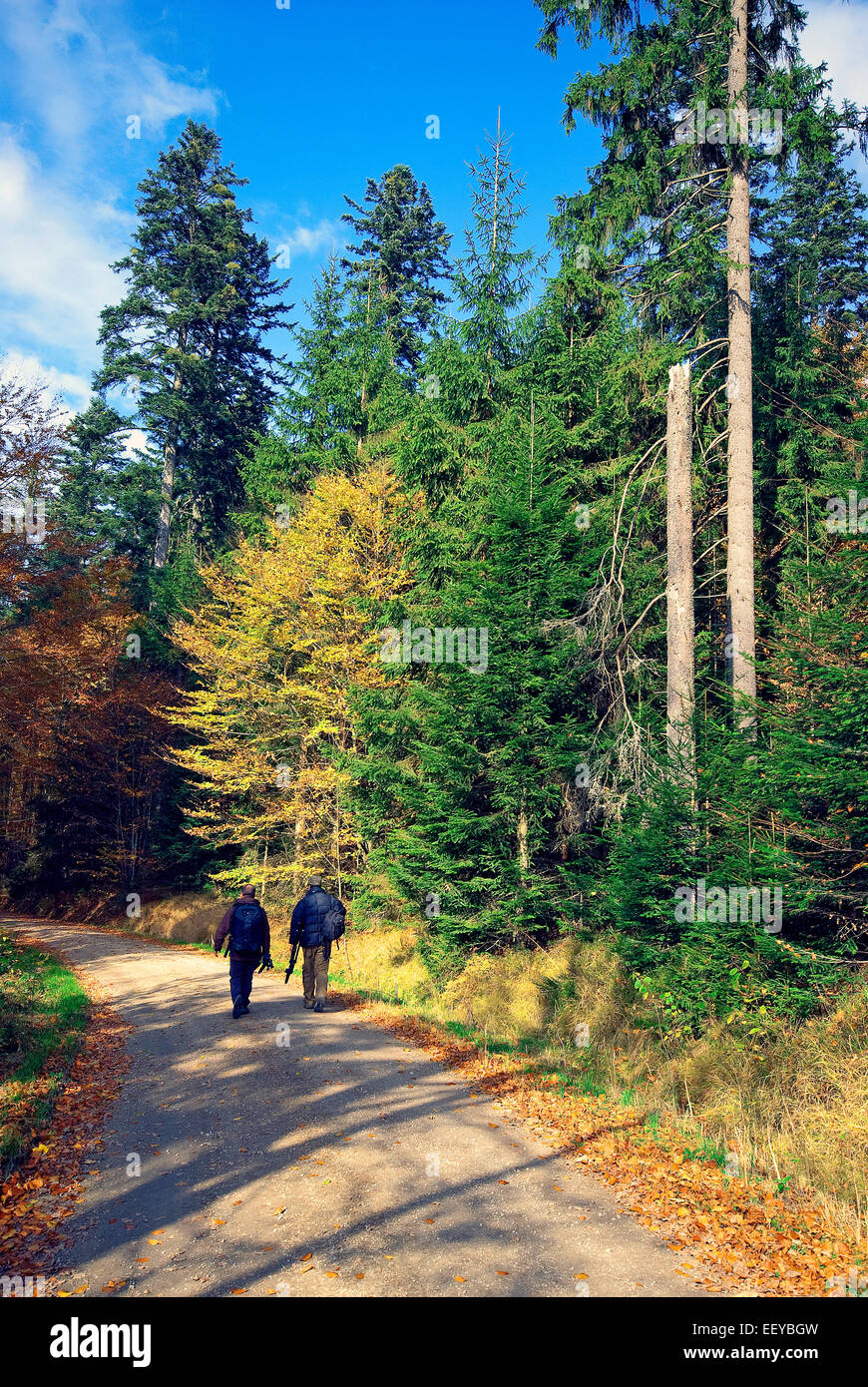 Wandern im Nationalpark Bayerischer Wald, Bayerischer Wald, Bayern, Deutschland Stockfoto