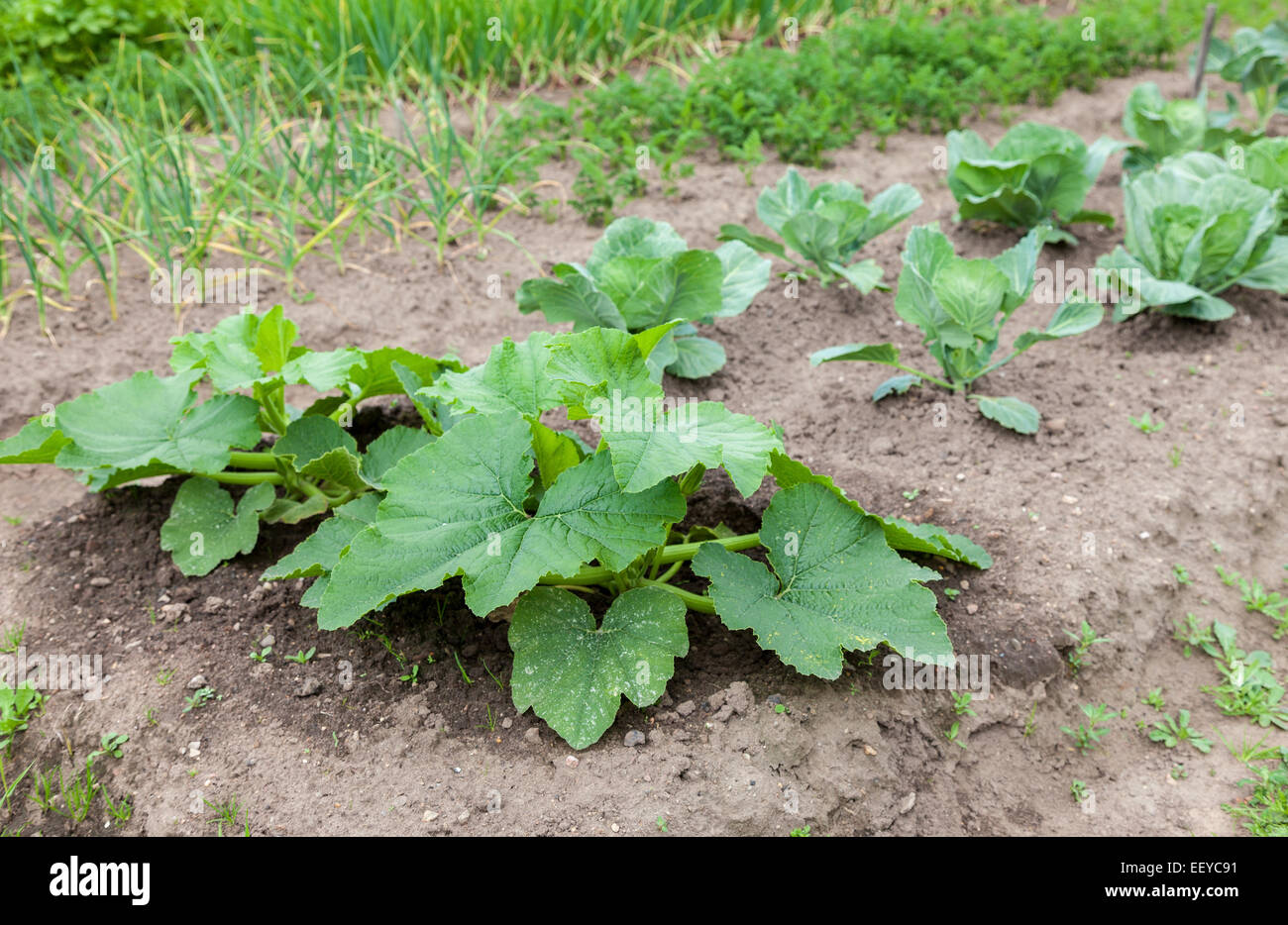 Zucchini mit großen, grünen Blätter wachsen im Gemüsegarten Stockfoto