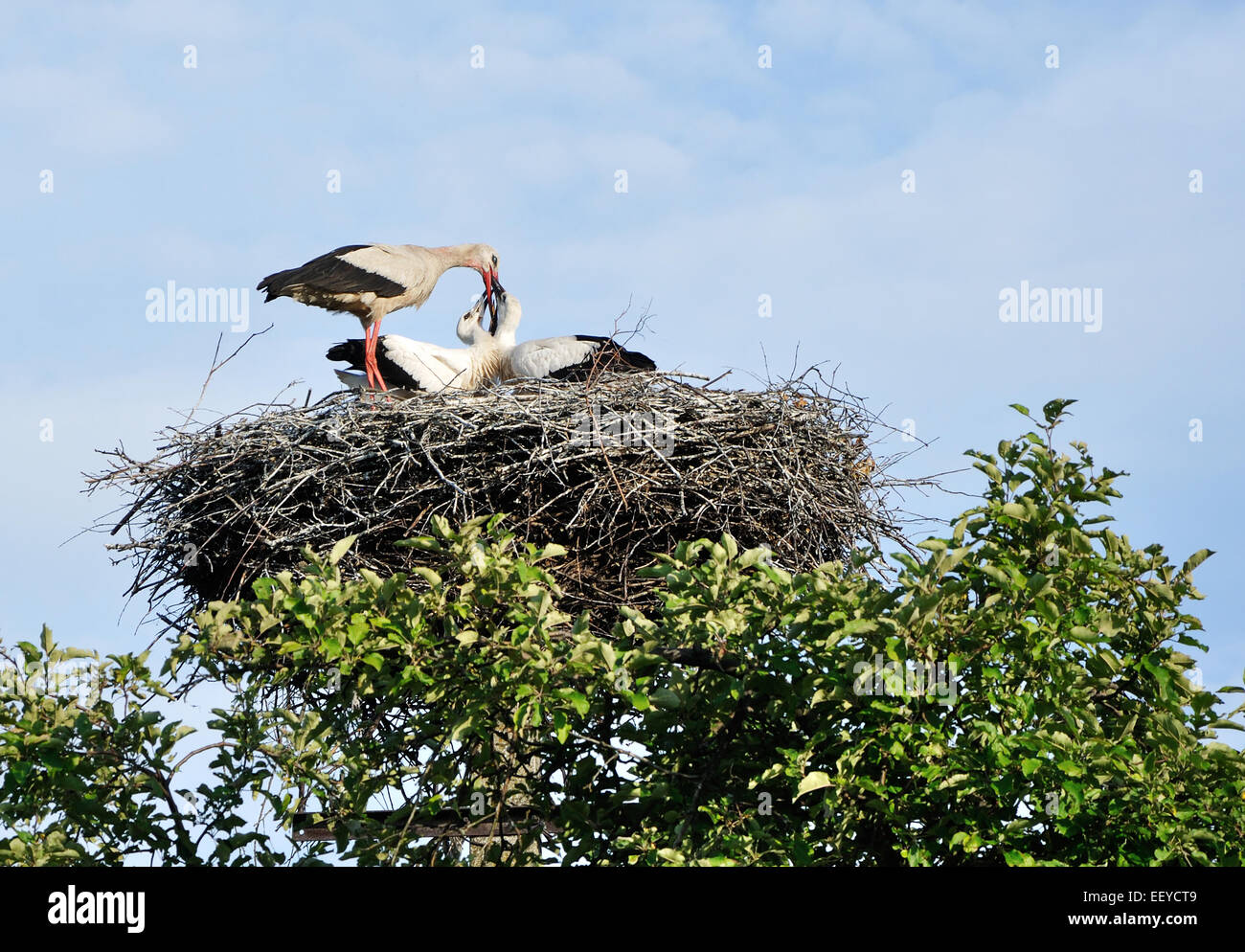 Ein Erwachsener Storch Fütterung der Küken Stockfoto