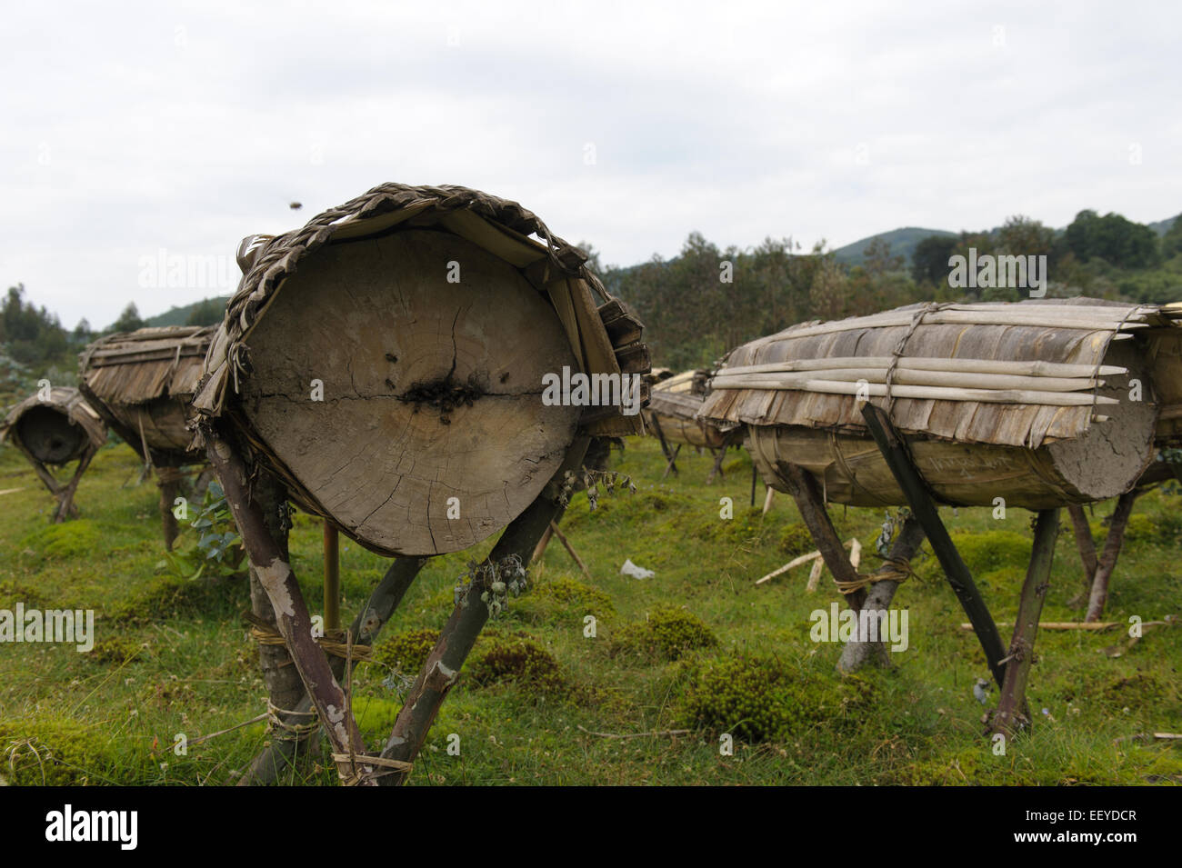 Bienenstöcke am Rande des Volcanoes National Park. Ruanda Stockfoto