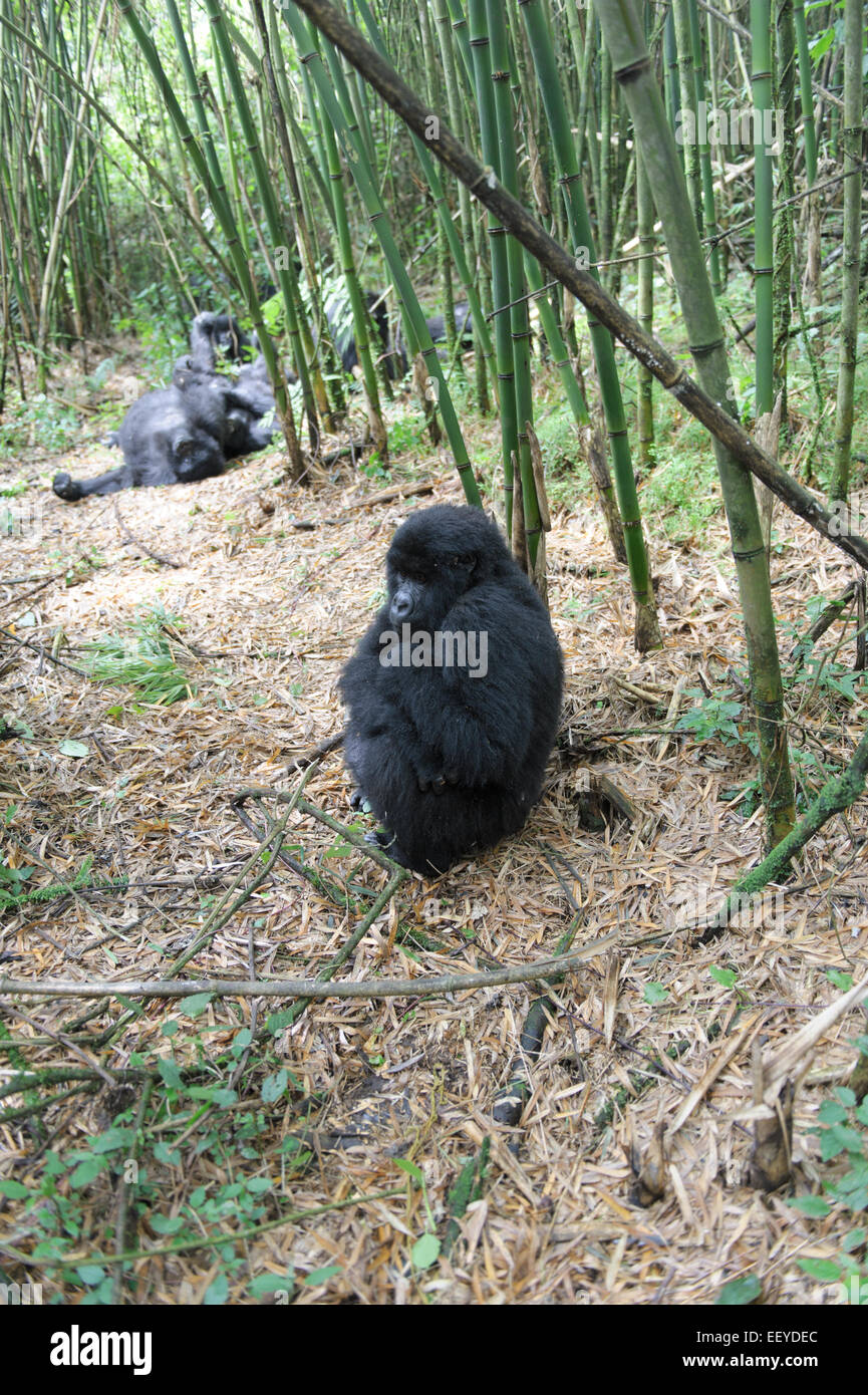 Gorilla Agashya Familie im Vulkan-Nationalpark, Ruanda Stockfoto