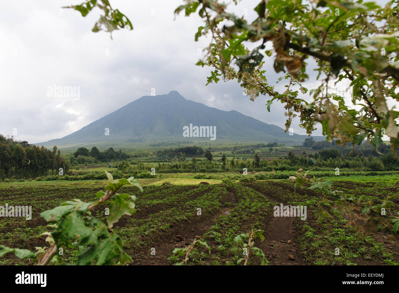 Ackerland am Rande des Volcanoes National Park. Ruanda Stockfoto