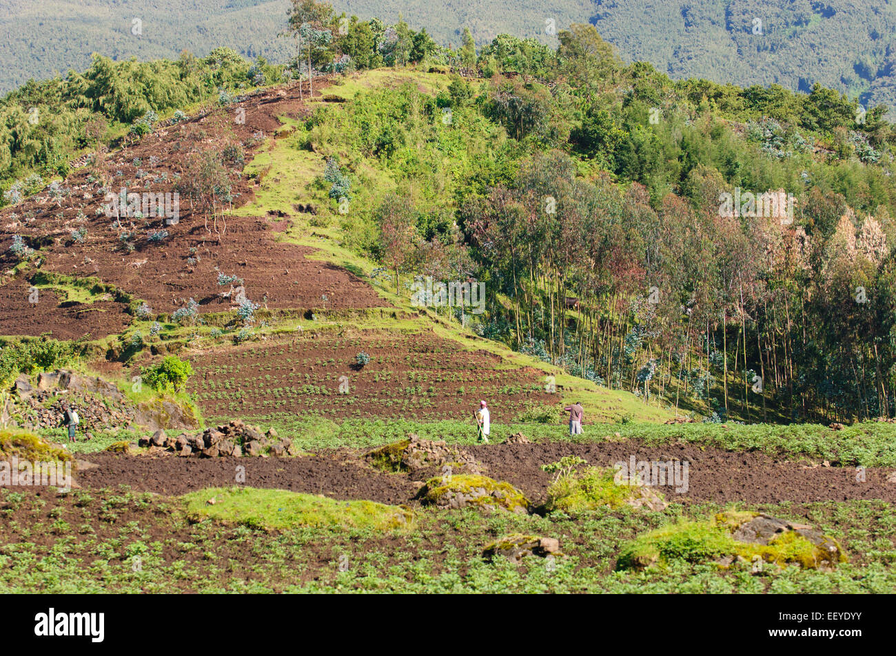 Ackerland am Rande des Volcanoes National Park. Ruanda Stockfoto