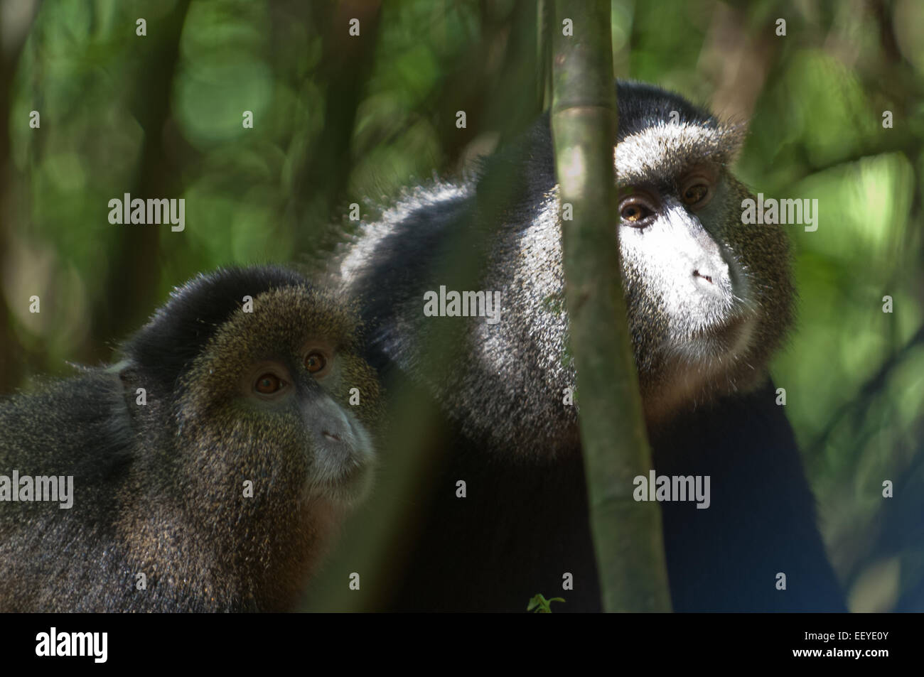 Goldenen Affen im Bambus-Wald des Volcanoes National Park in Ruanda Stockfoto