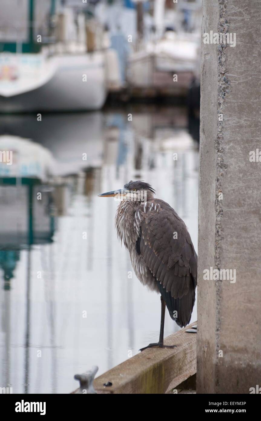 Great Blue Heron an den Docks im Hafen Plaza in der Innenstadt von Olympia, WA. Stockfoto
