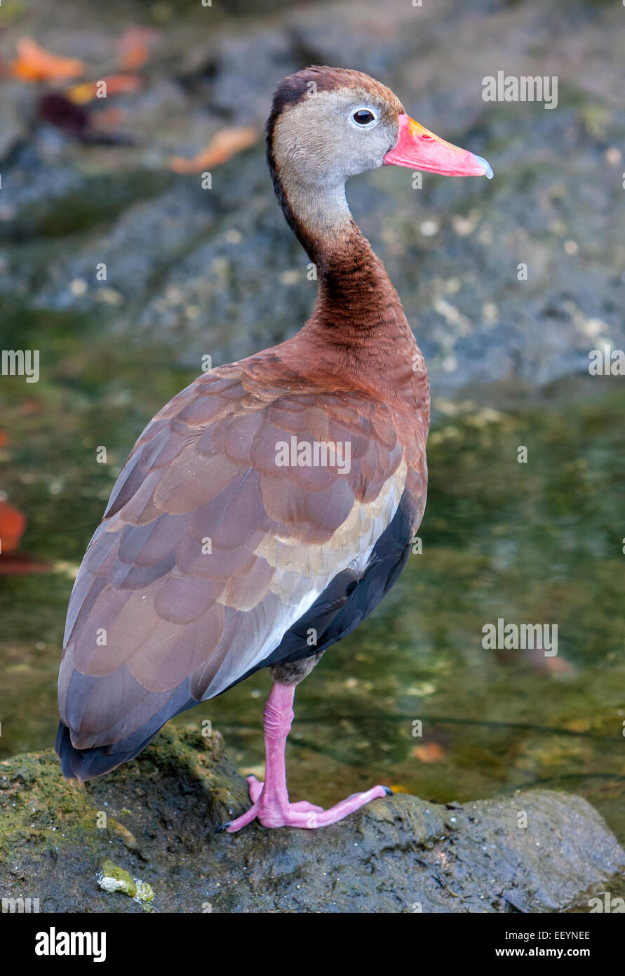 Schwarzbäuchigen Pfeifen Ente Dendrocygna Autumnalis.  Xel Ha ökologische Park, Riviera Maya, Yucatan, Mexiko. Stockfoto