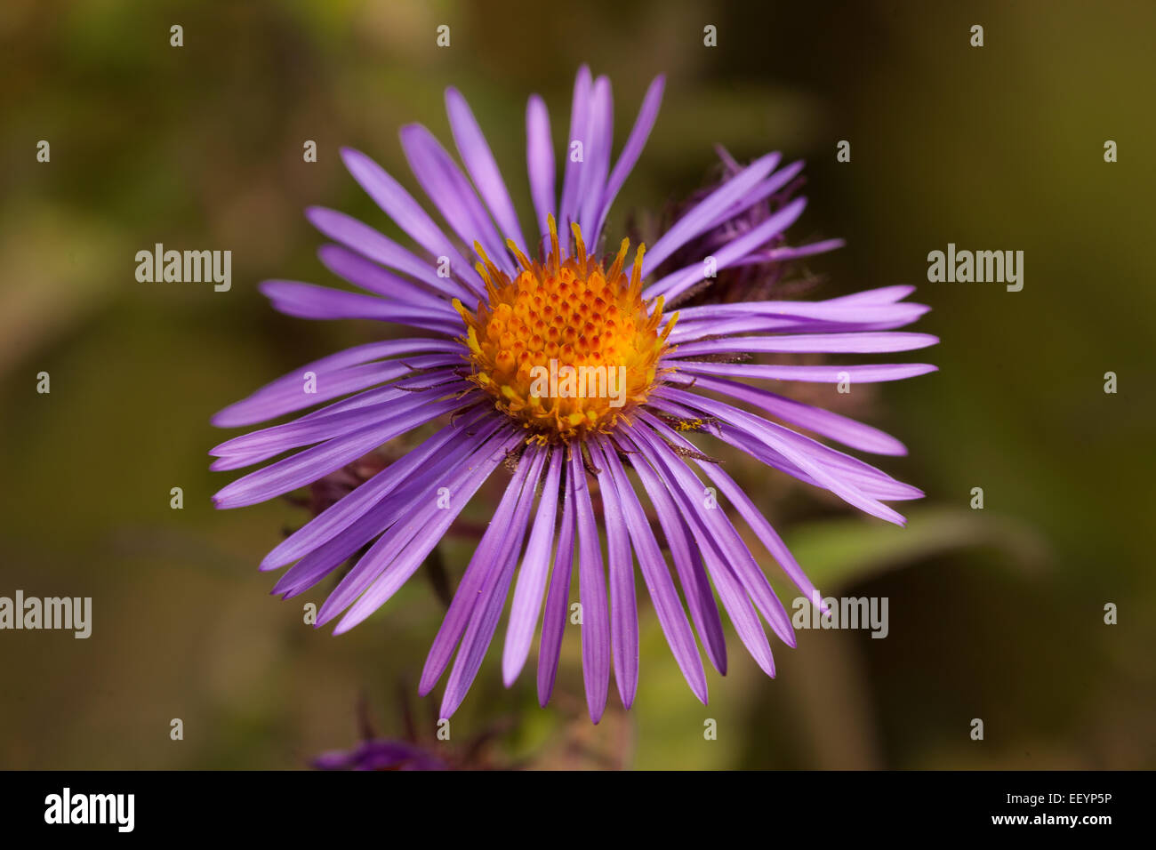 Makro lila Blume kleinen unscharfen Hintergrund Stockfoto
