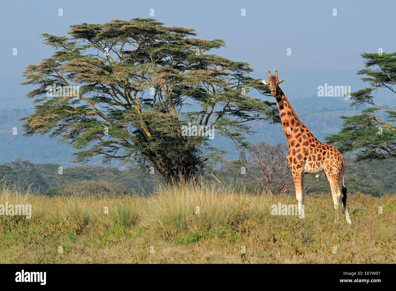 Seltene Rothschild Giraffe (Giraffa Plancius Rothschildi), Lake-Nakuru-Nationalpark, Kenia Stockfoto