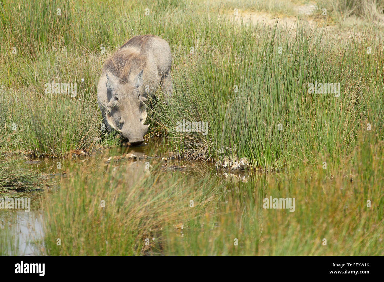 Ein Warzenschwein, Phacochoerus Africanus, trinken aus einem Teich im Serengeti Nationalpark, Tansania Stockfoto