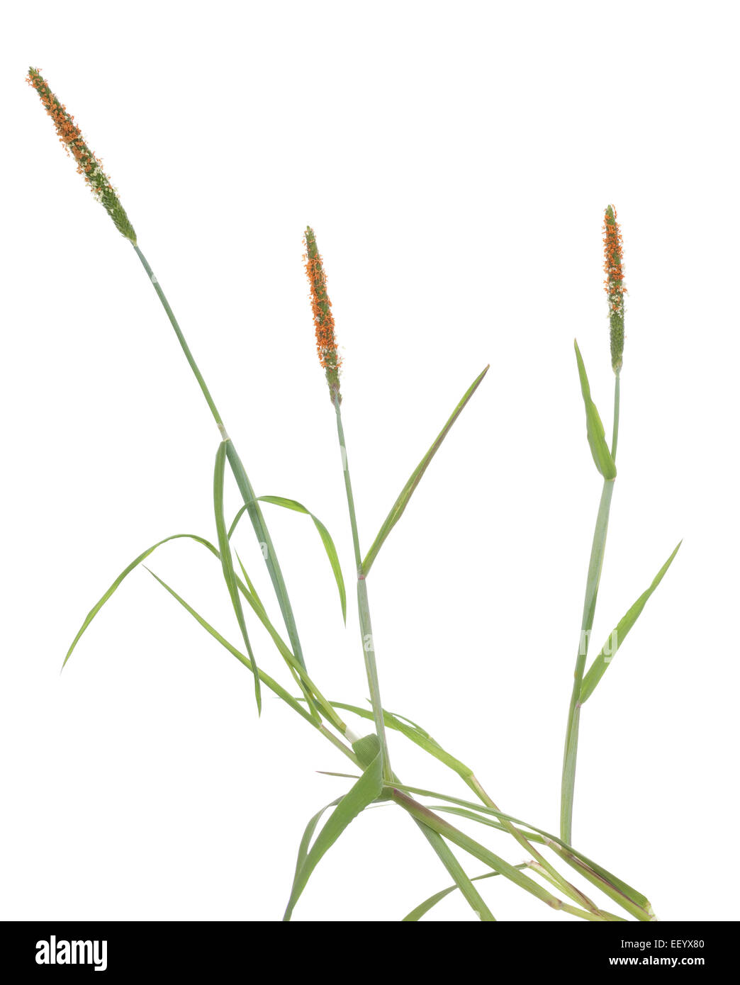 Rückenkratzer Rasen (Alopecurus Aequalis) auf weißem Hintergrund Stockfoto