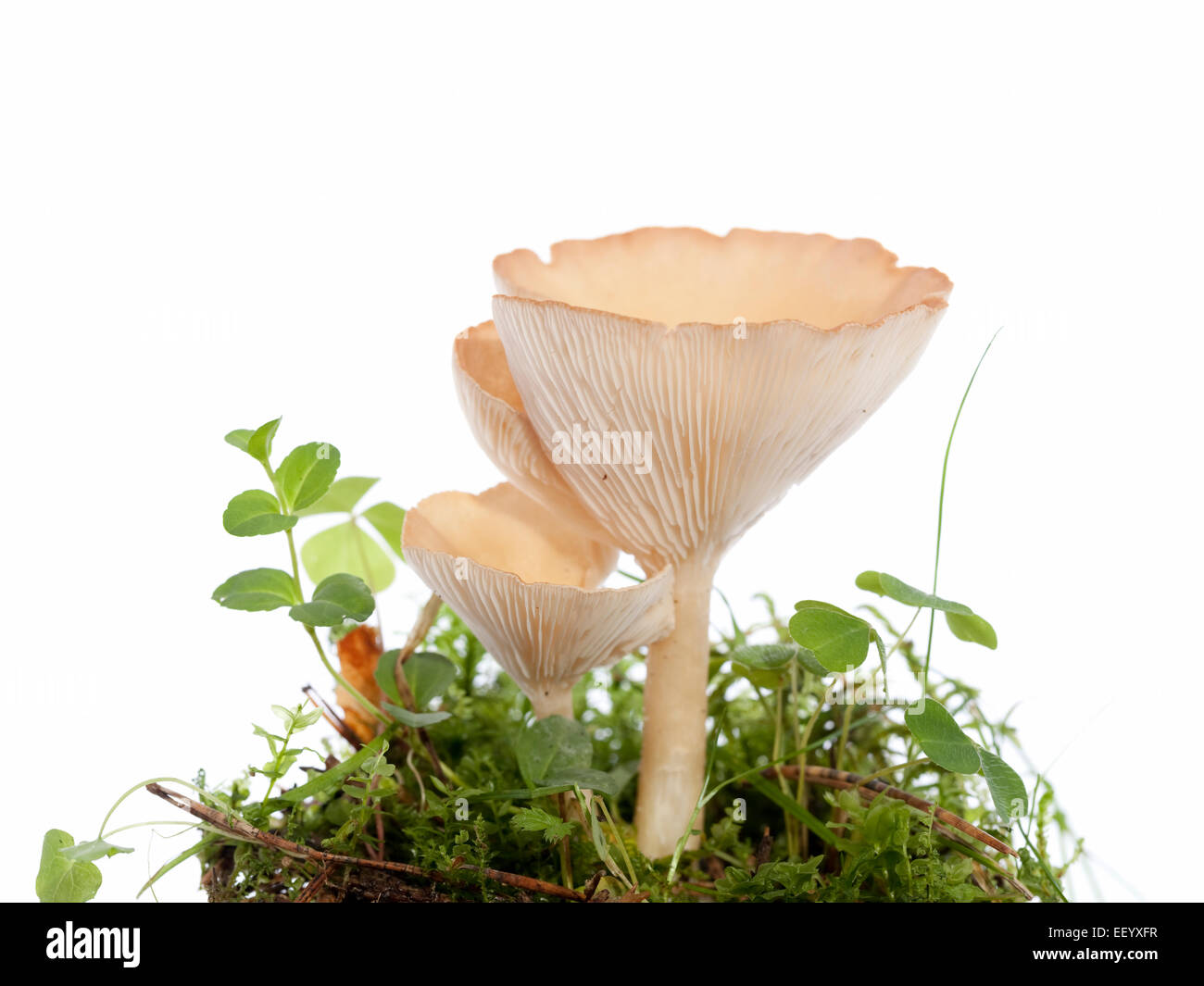 gelbe ungenießbaren Pilz (Hygrophoropsis Aurantiaca) auf weiß Stockfoto