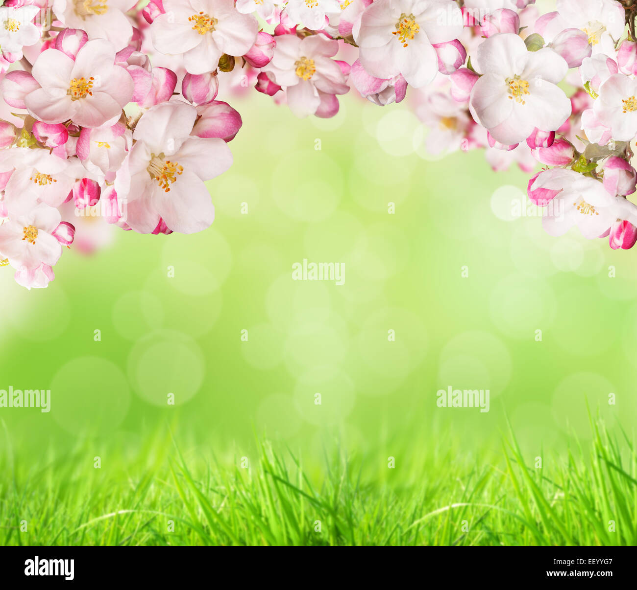 Frühling Blüten mit grünen Rasen Hintergrund. Freiraum für text Stockfoto
