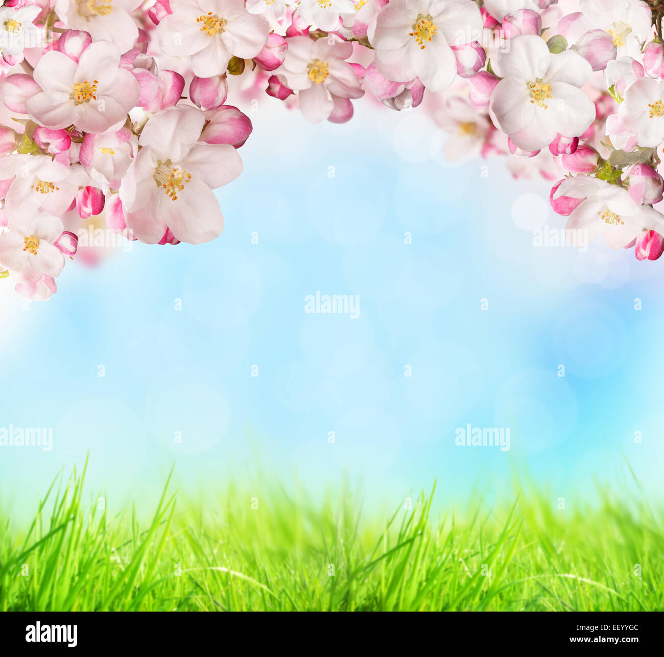 Frühling Blüten mit grünen Rasen Hintergrund. Freiraum für text Stockfoto