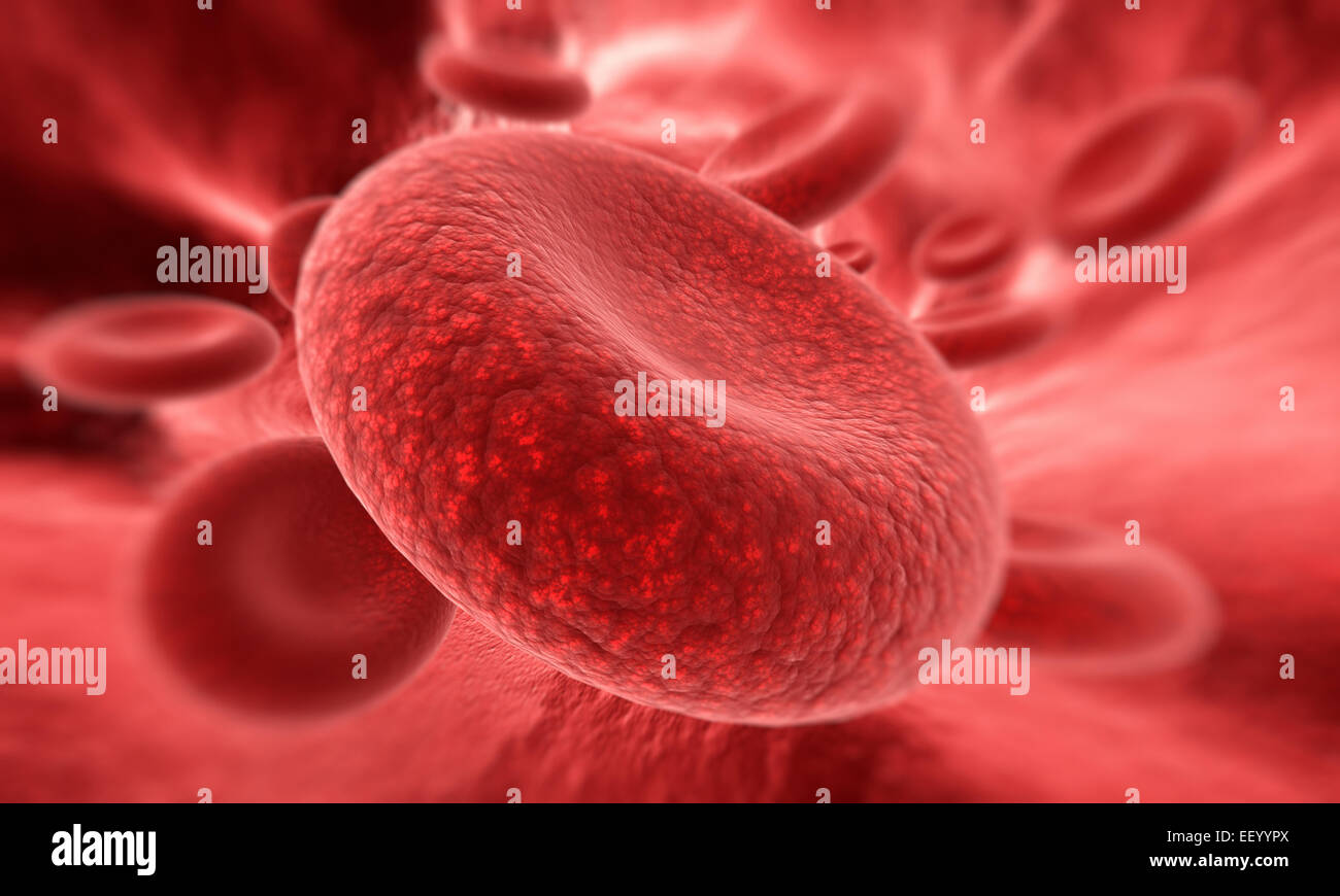 Blutkörperchen im Fokus Stockfoto