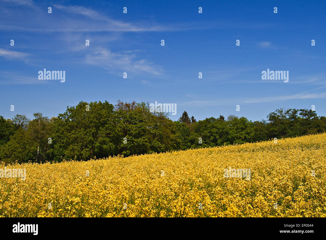 Ein Raps Feld an einem sonnigen Tag. Stockfoto