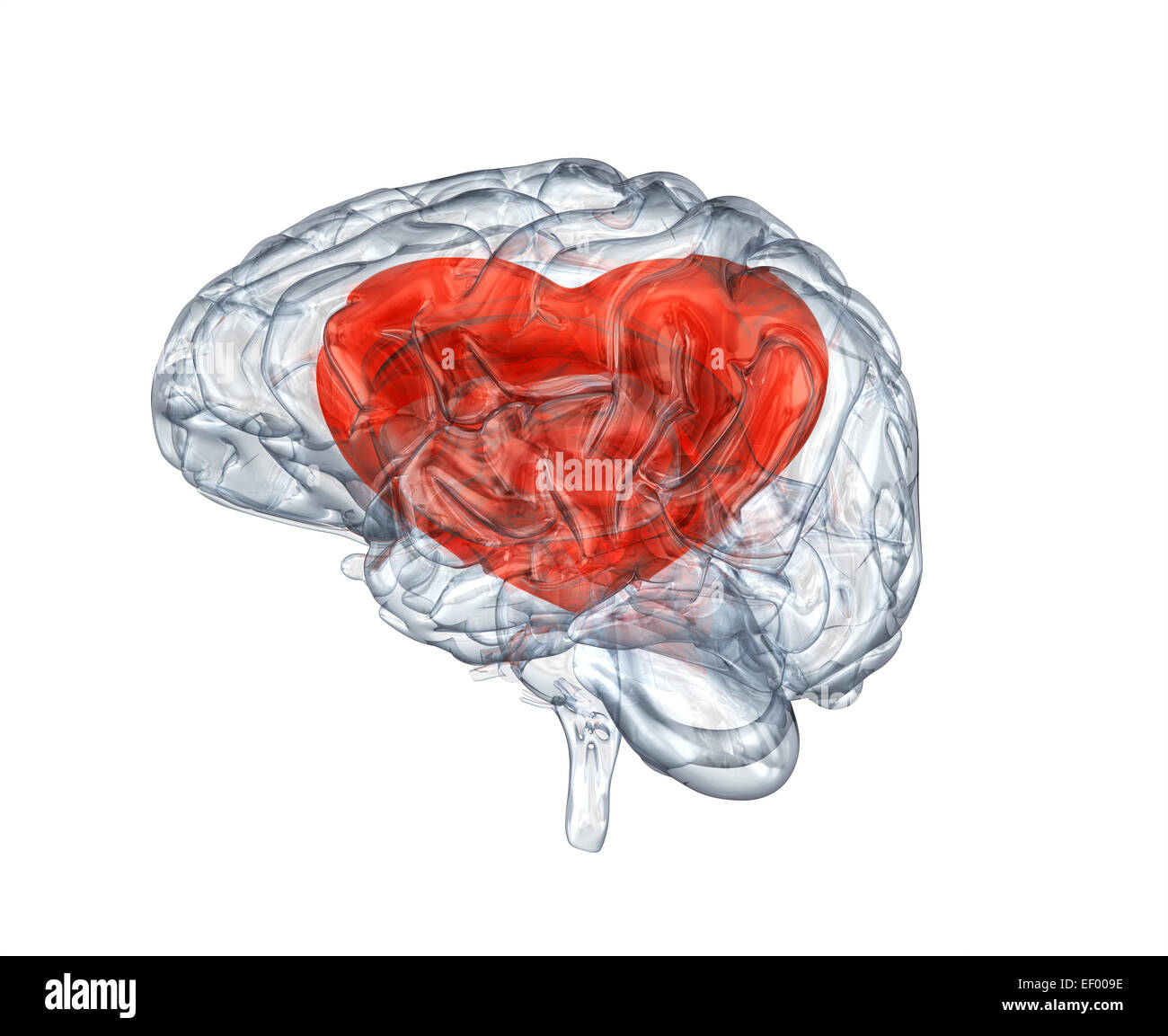 Glas menschlichen Gehirns mit Herzen. Clipping-Pfad enthalten Stockfoto