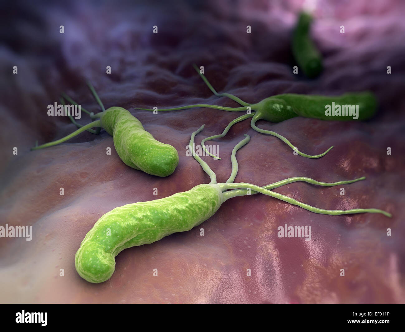 Helicobacter Pylori Stockfoto