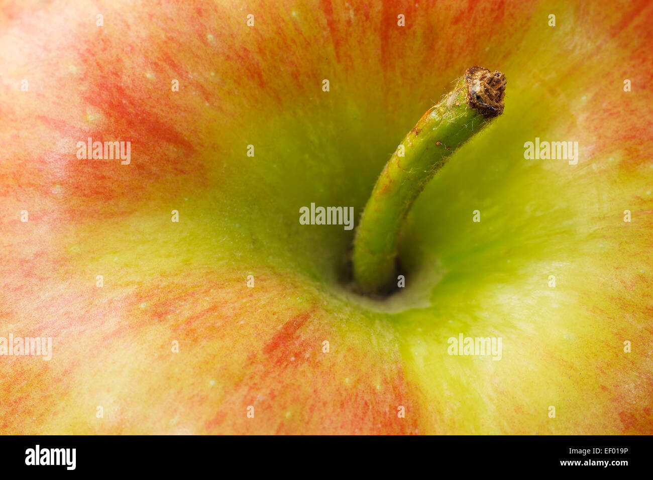 Detail eines Apfels. Stockfoto