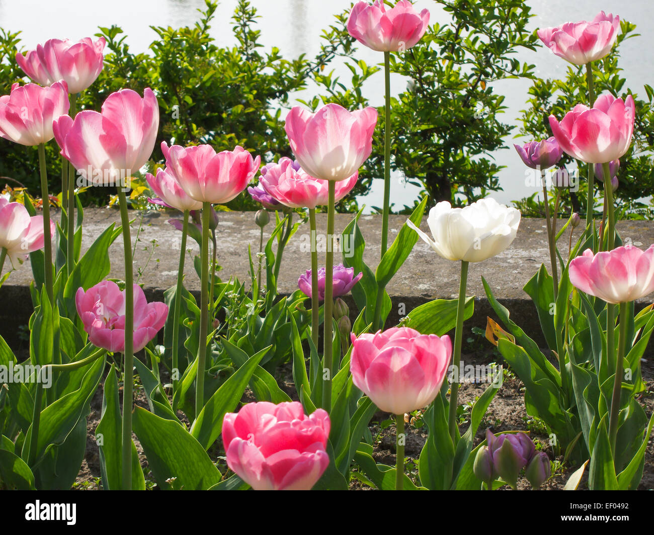 Blumen im Frühling. Stockfoto