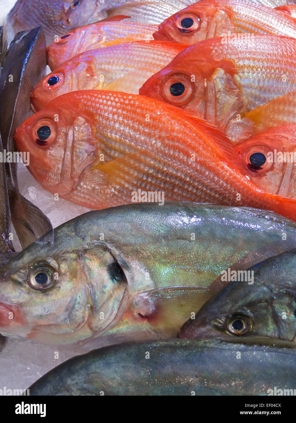 Frischfisch auf Eis. Stockfoto