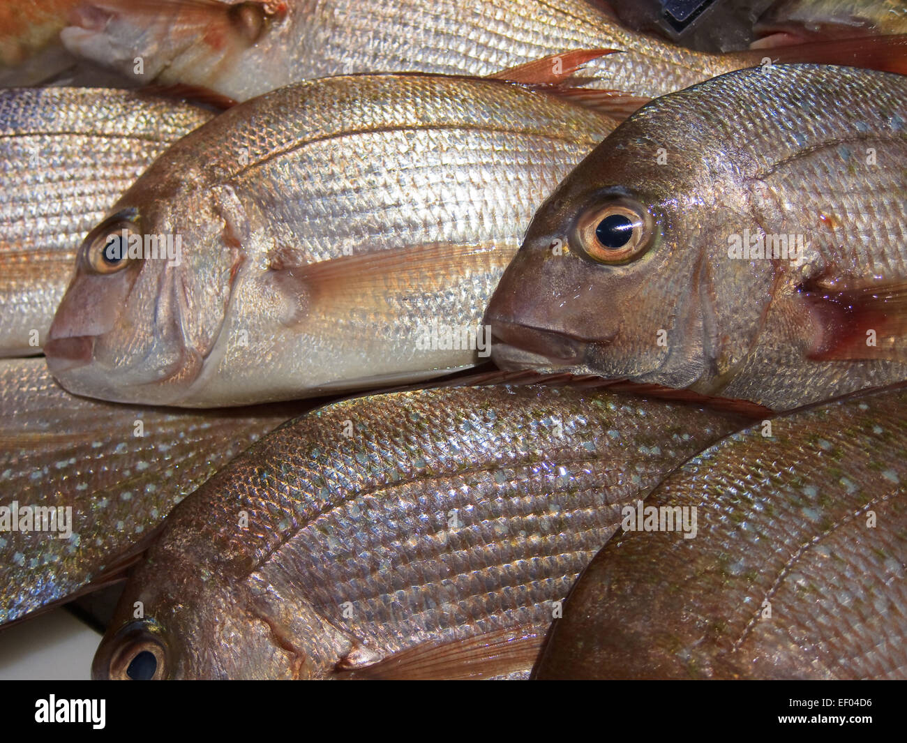 Frischfisch auf Eis. Stockfoto
