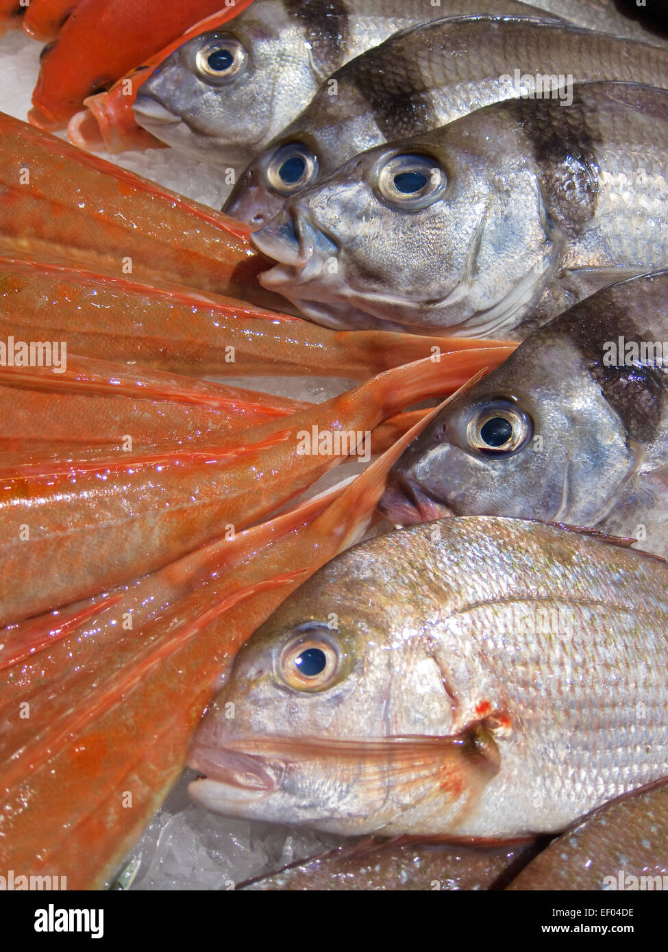 Frischfisch auf Eis. Stockfoto