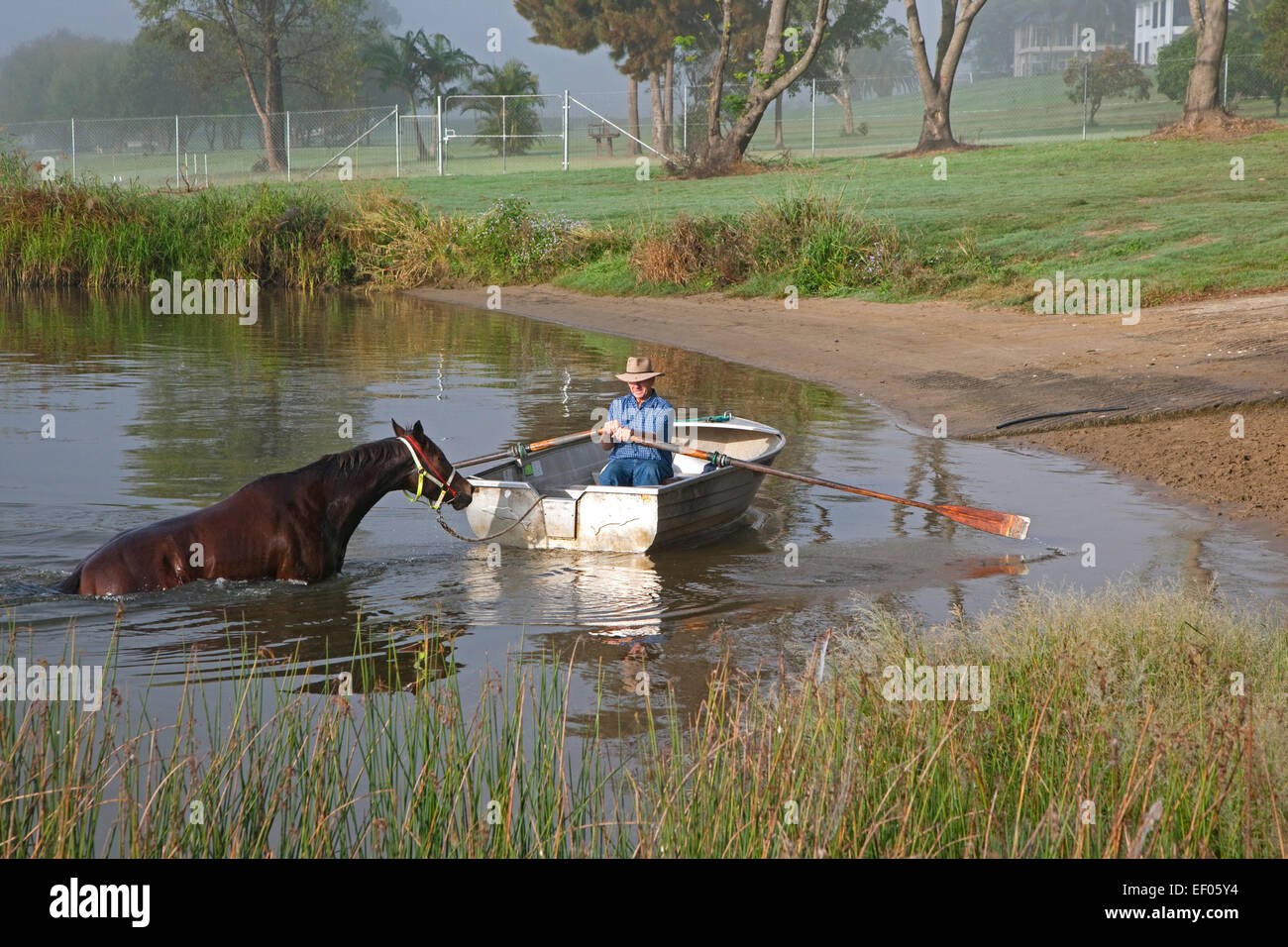 Trainer im Ruderboot nimmt Rennpferd für einen morgendlichen Schwimmen in Clarence River, Grafton, New-South.Wales, Australien Stockfoto