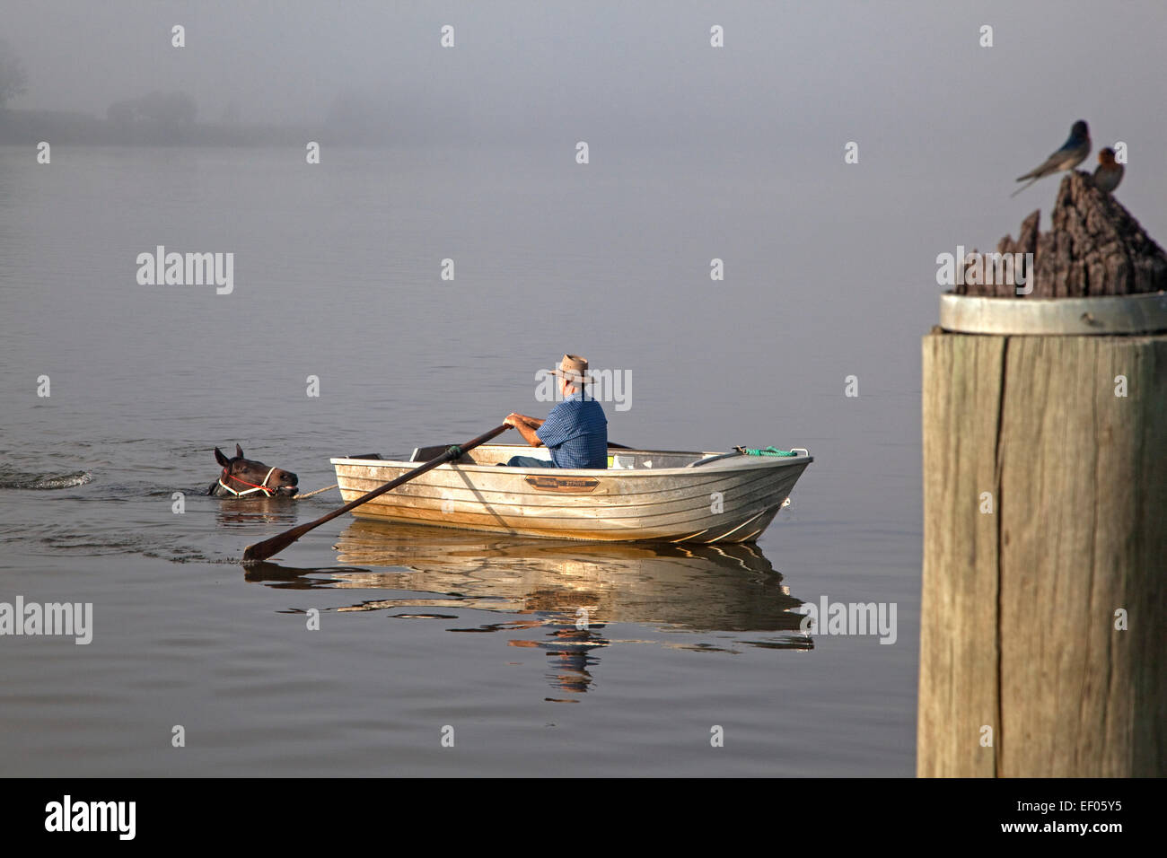 Trainer im Ruderboot nimmt Rennpferd für einen morgendlichen Schwimmen in Clarence River, Grafton, New-South.Wales, Australien Stockfoto