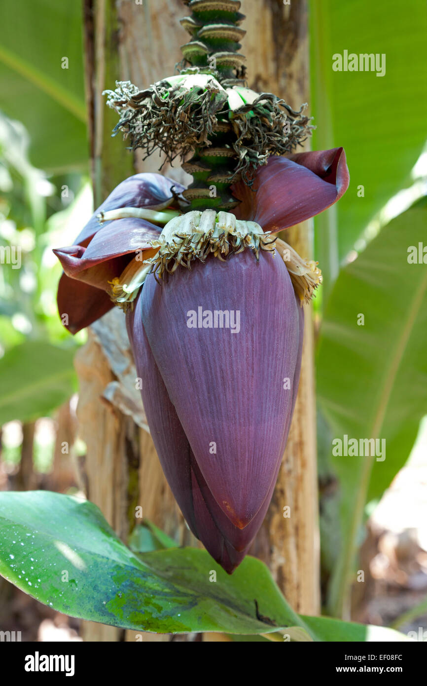 Banane Blume hängt an einer Pflanze Stockfoto