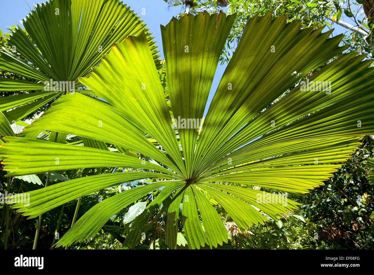 Ventilator-Palmenblätter in der Sonne Stockfoto