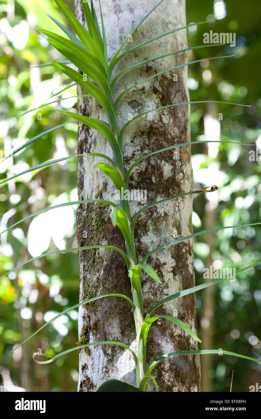 Klettern Pandan Blätter, Queensland, Australien Stockfoto