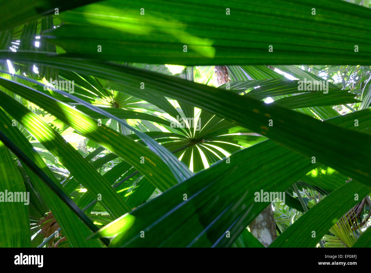 Ventilator-Palmenblätter in der Sonne Stockfoto