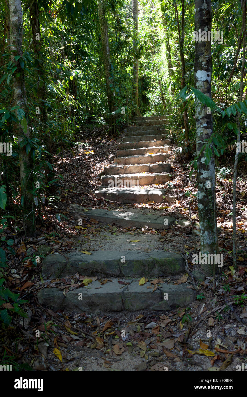 Treppen in den Wald von Lacey Creek, Mission Beach, Queensland, Australien Stockfoto