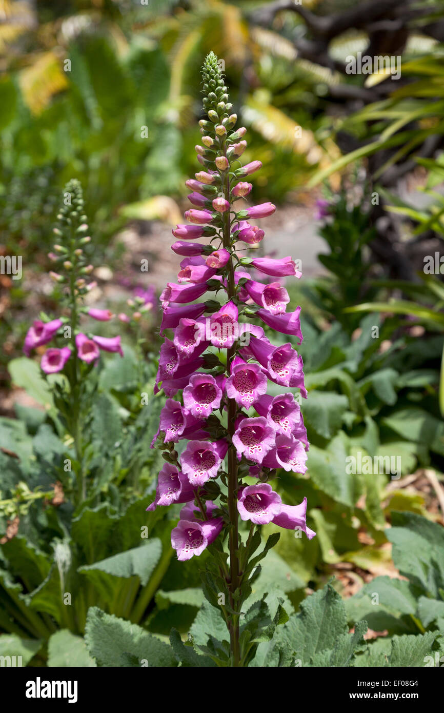 Gemeinsamen Fingerhut Blumen Stockfoto