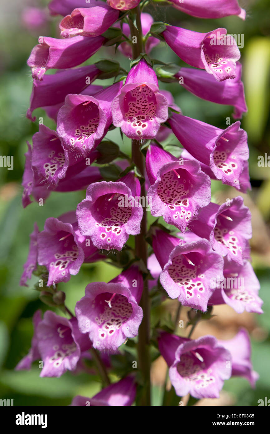 Blüten rosa Digitalis hautnah Stockfoto