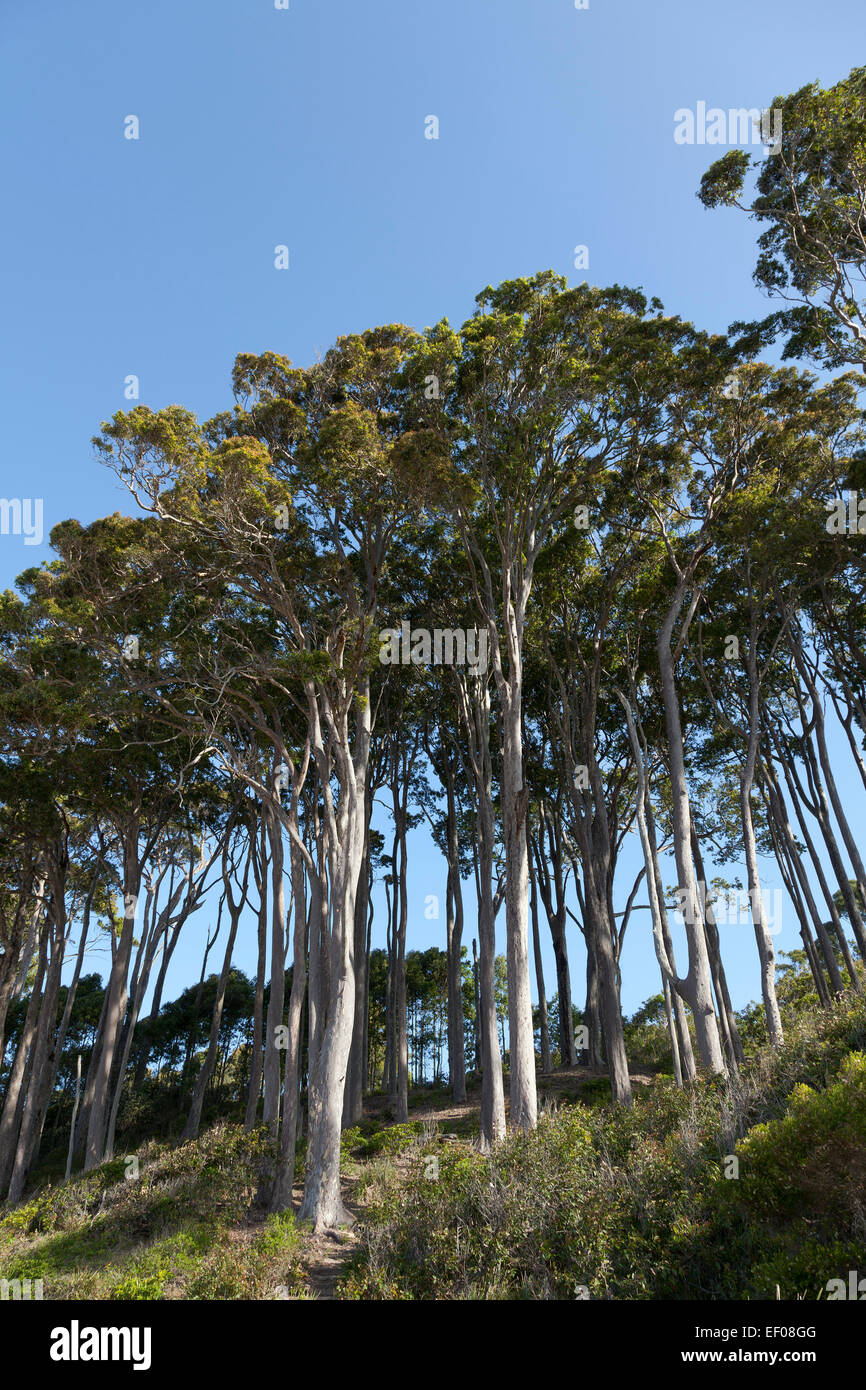 Eukalyptus-Bäume in New South Wales Australien Stockfoto
