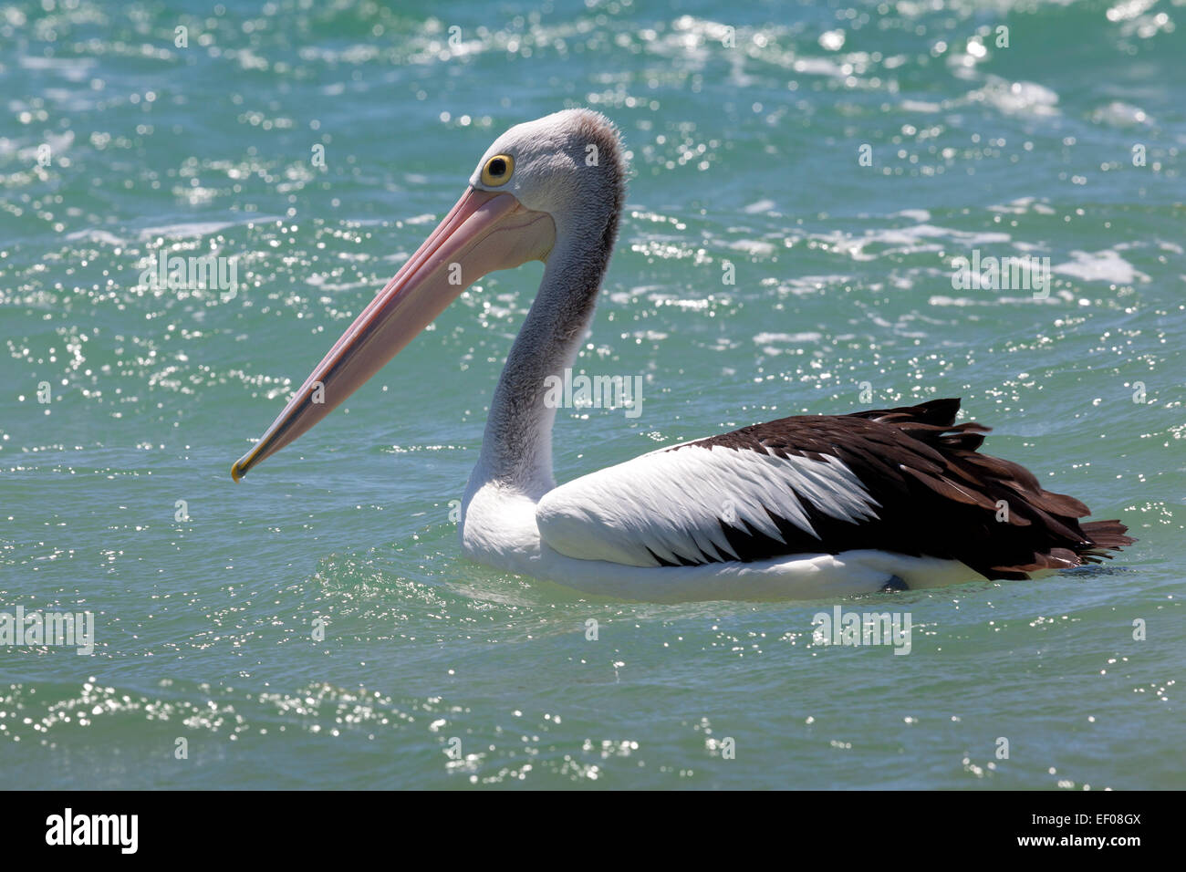 Pelikan in Rainbow Beach, Queensland, Australien Stockfoto