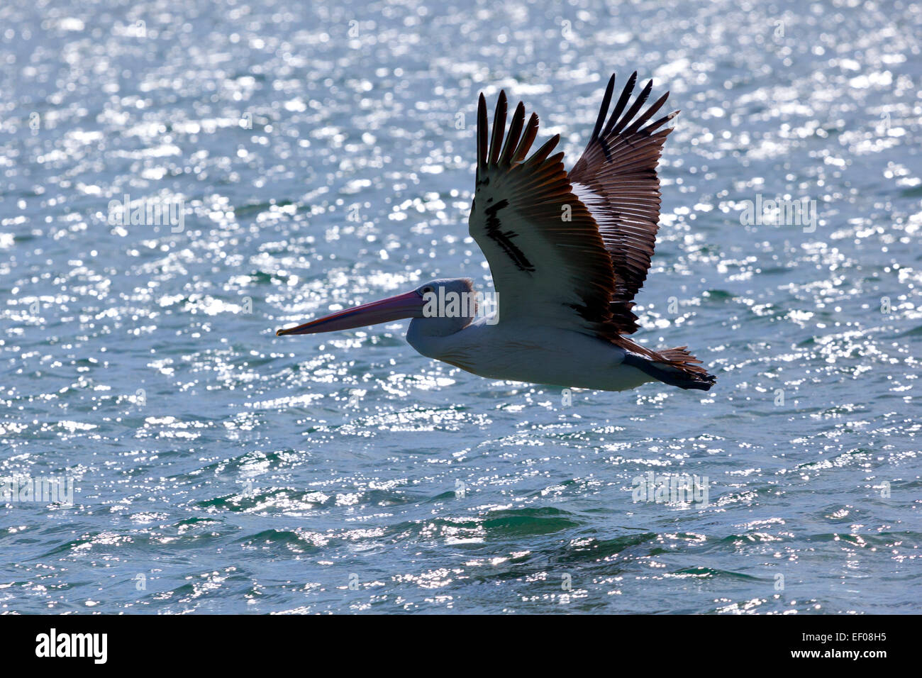 Fliegenden Pelikan über das Meer-Victoria, Australien Stockfoto